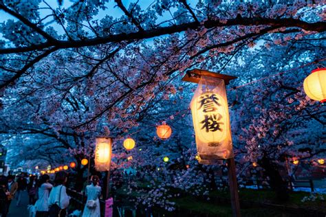 The Enigmatic Enchantment of Cherry Blossom Trees